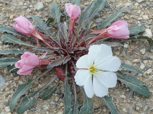 GDMBR: A new bloom to us.